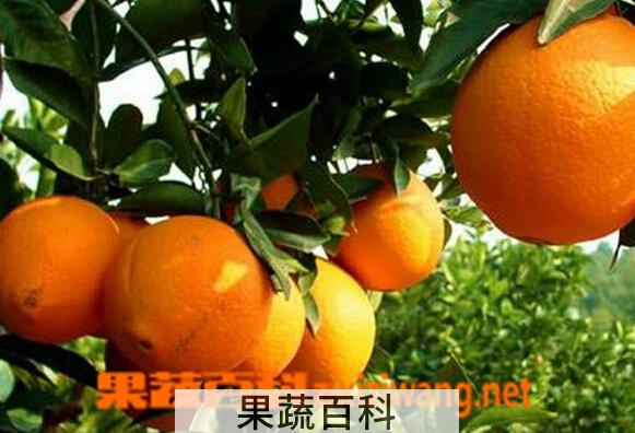 果蔬百科廉江红橙