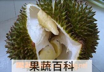 果蔬百科榴莲