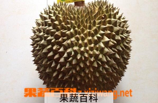 果蔬百科榴莲