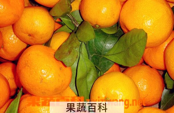 果蔬百科桔子是酸性食物吗