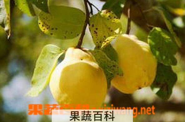 果蔬百科榅桲