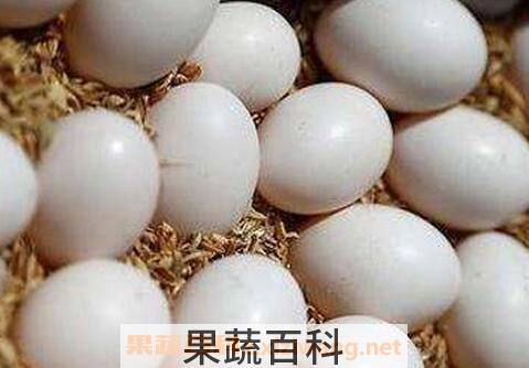  鸽子蛋的营养价值与功效