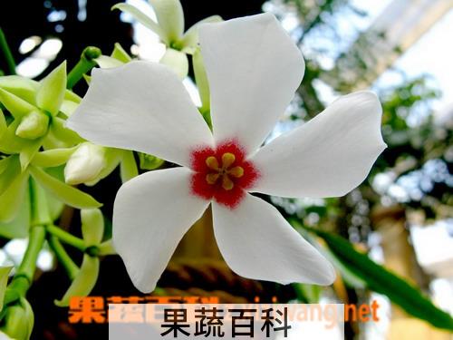 果蔬百科海芒果