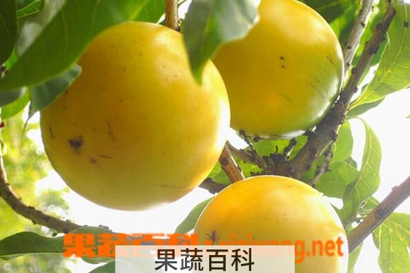 果蔬百科黄晶果