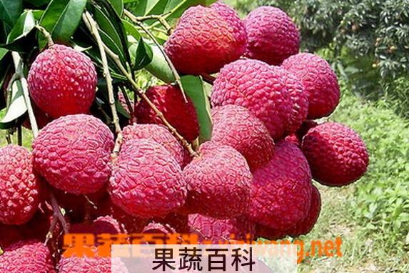 果蔬百科鲜荔枝