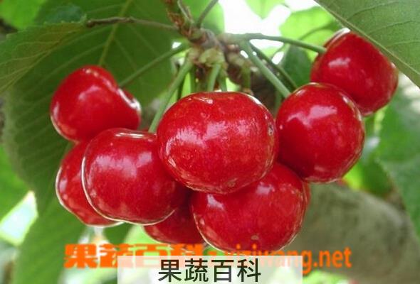 果蔬百科公爵樱桃