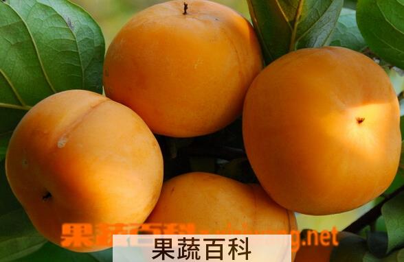 果蔬百科月柿