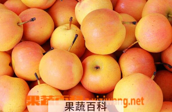 果蔬百科南国梨