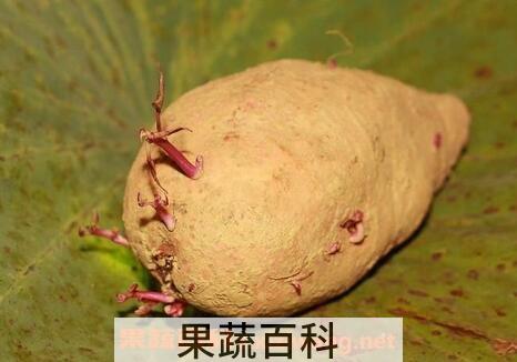 地瓜发芽以后还能吃吗