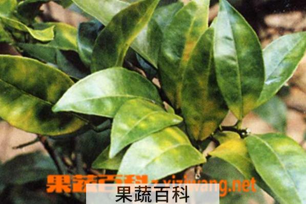 果蔬百科柑橘黄龙病