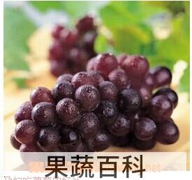 果蔬百科葡萄