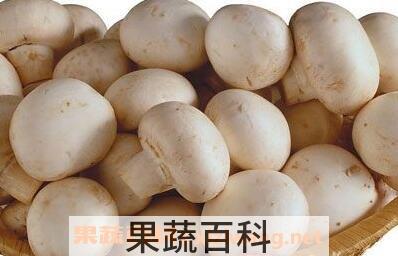 圆蘑菇