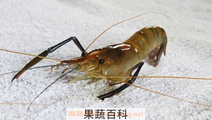 白虾