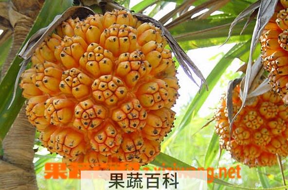 果蔬百科野菠萝