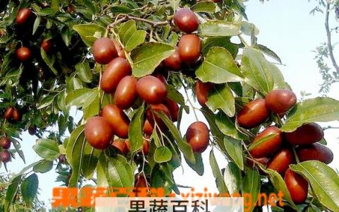 赞皇大枣的功效与作用是什么 赞皇大枣的功效与作用及禁忌