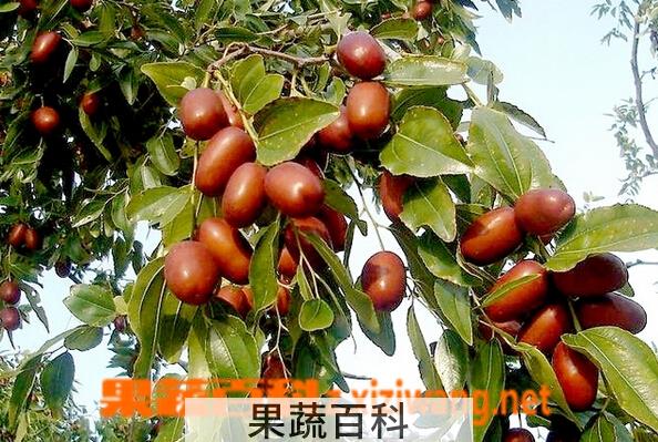 果蔬百科赞皇大枣