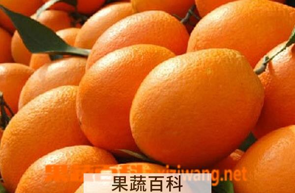 果蔬百科奉节脐橙