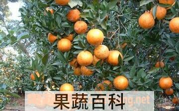 果蔬百科桔子叶