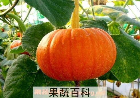 南瓜不能和什么一起吃