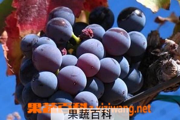 果蔬百科歌海娜