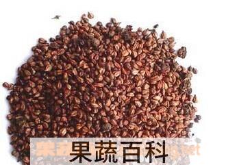 果蔬百科葡萄籽