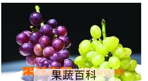 果蔬百科葡萄和提子