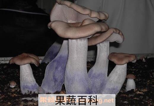 紫丁香山菇