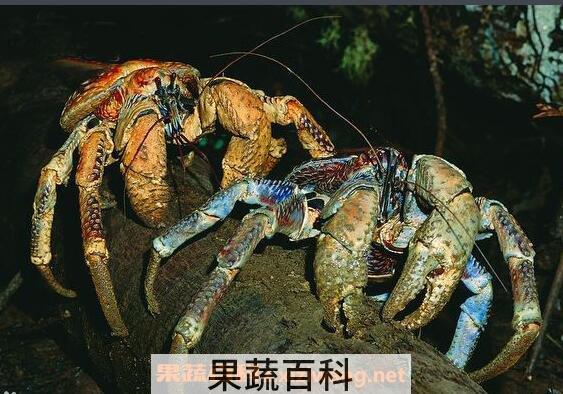 椰子蟹