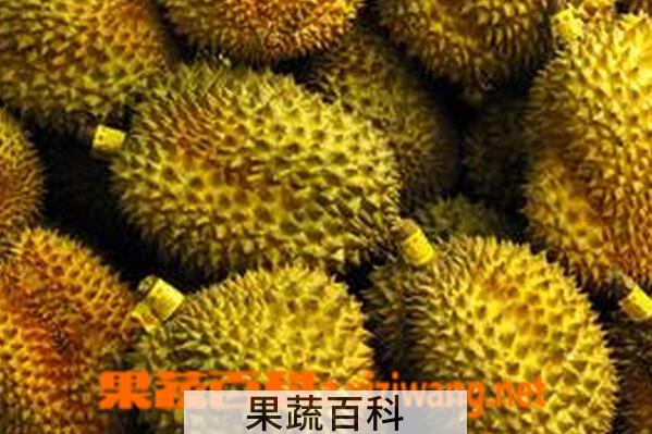果蔬百科榴莲