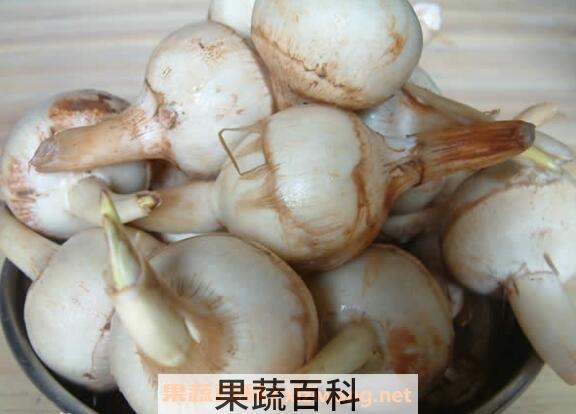 慈菇