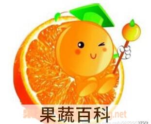 果蔬百科橙子