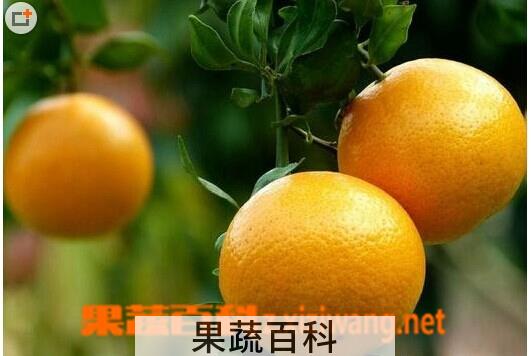 果蔬百科柑橘