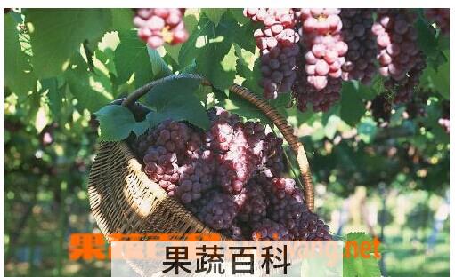 果蔬百科提子