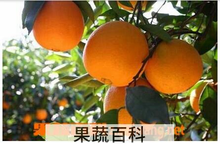 果蔬百科柑橘病病虫害防治