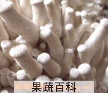 姬菇