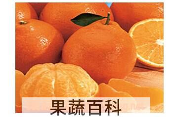果蔬百科柑橘类水果
