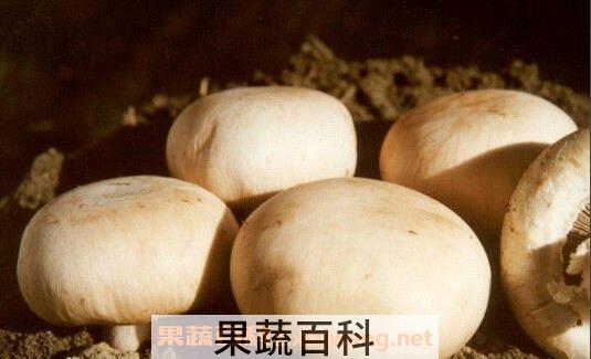 双孢菇