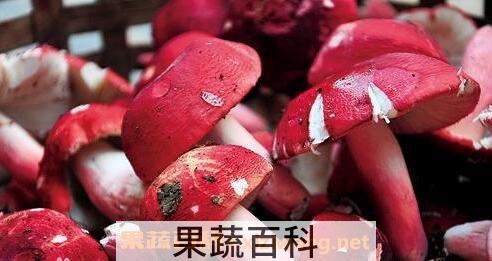 正红菇