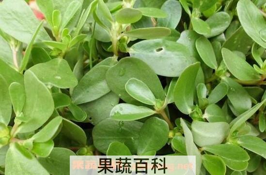 野菜马齿苋的神奇功效