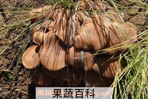 毛尖蘑