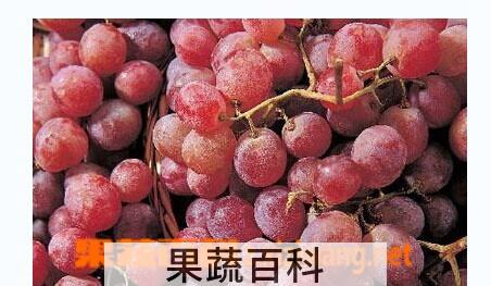 果蔬百科新疆红提