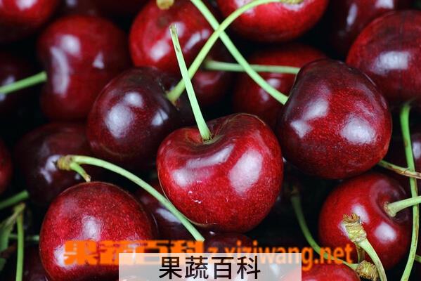果蔬百科车厘子
