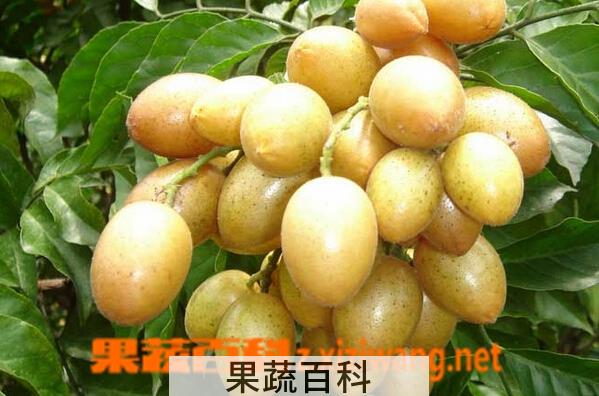 果蔬百科黄皮