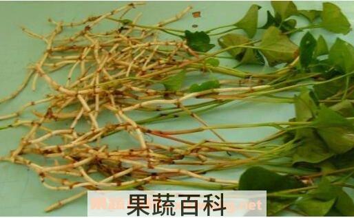 干鱼腥草泡水喝的功效与作用