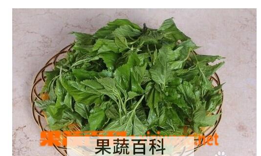 果蔬百科桑叶