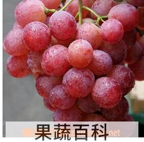 果蔬百科美国红提