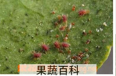 果蔬百科如何防治柑橘红蜘蛛
