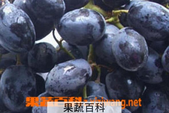 果蔬百科黑加仑