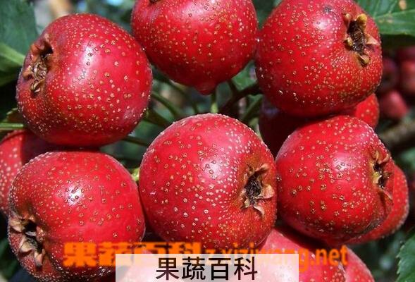 果蔬百科孕妇不能吃什么水果