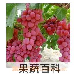 果蔬百科红提